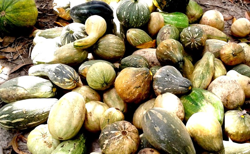 ¡En busca de la auyama&nbsp;perdida!