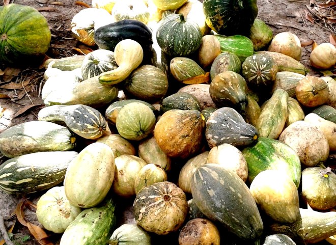 auyamas criollas dominicanas