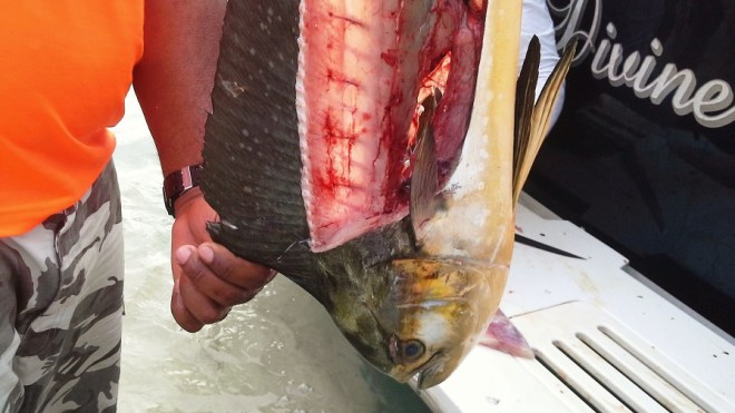 Limpiando el pescado