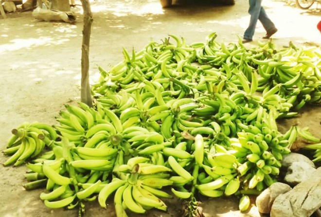 Plátanos recién cortados