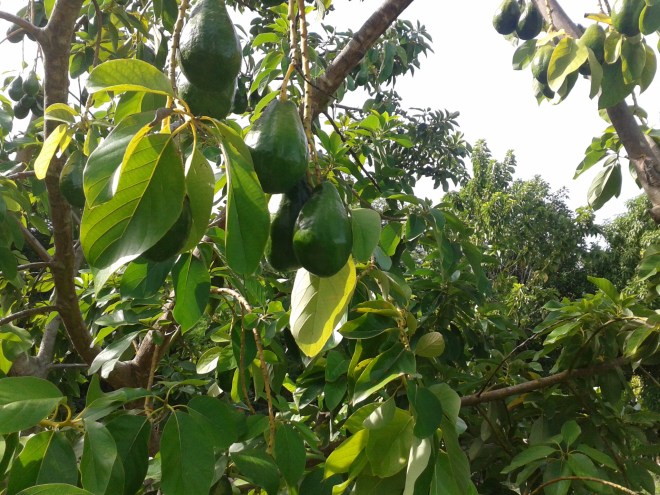 Nuestros famosos aguacates