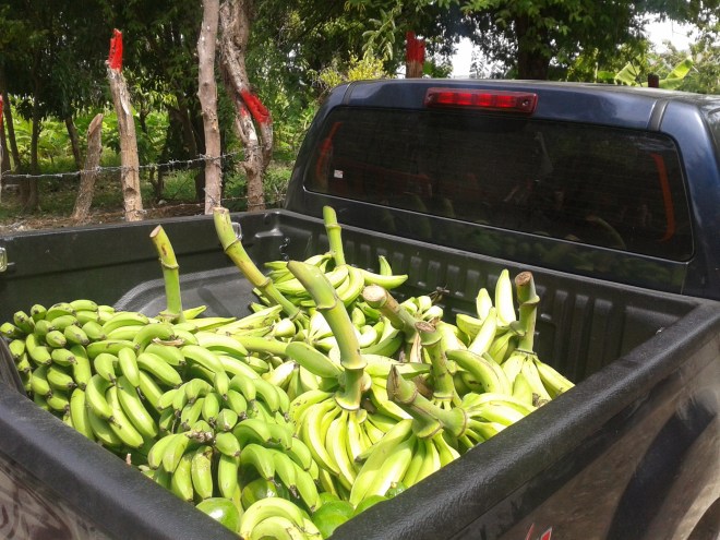 Platanos, guineos, rulos y aguacates
