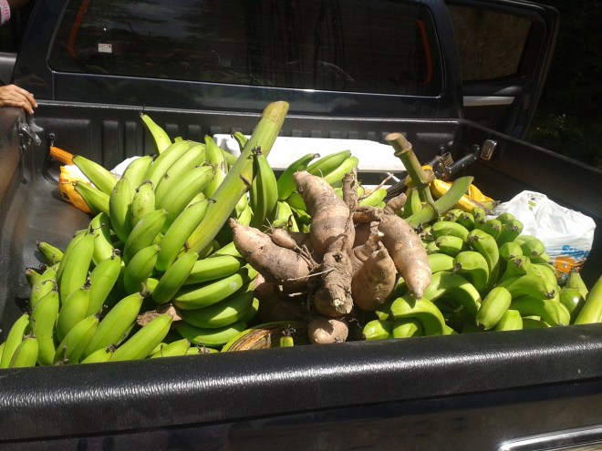 Platanos, guineos, rulos, yuca y aguacates