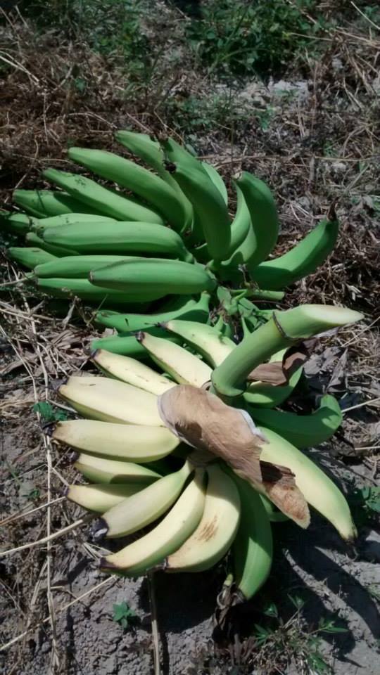 Platanos Barahoneros