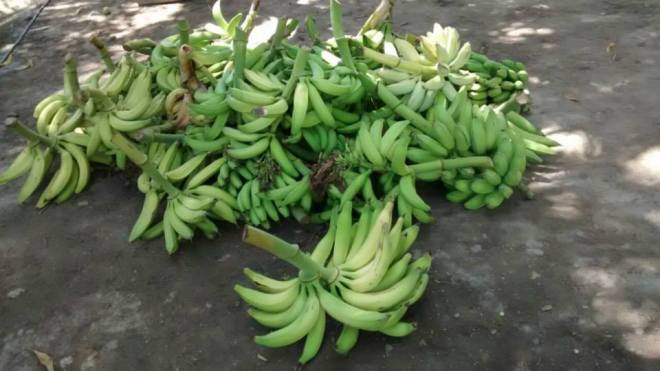 Platanos Barahoneros, rulos y guineos