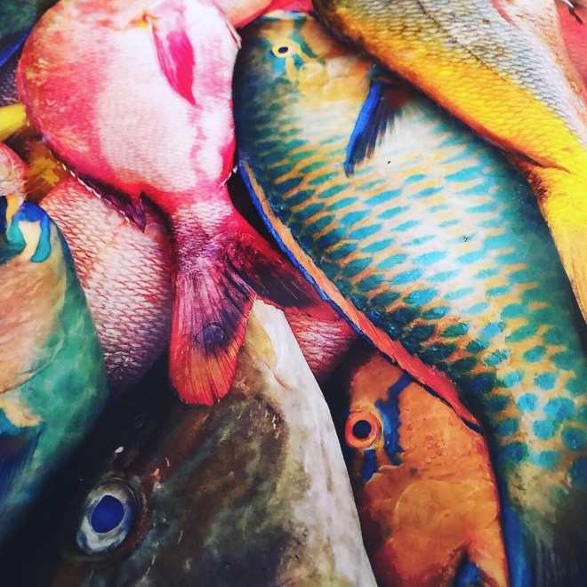 Pescados dominicanos